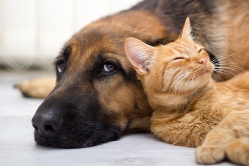 cat and dog together lying on the floor